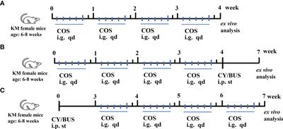 Immunity and reproduction protective effects of Chitosan Oligosaccharides in Cyclophosphamide/Busulfan-induced premature ovarian failure model mice